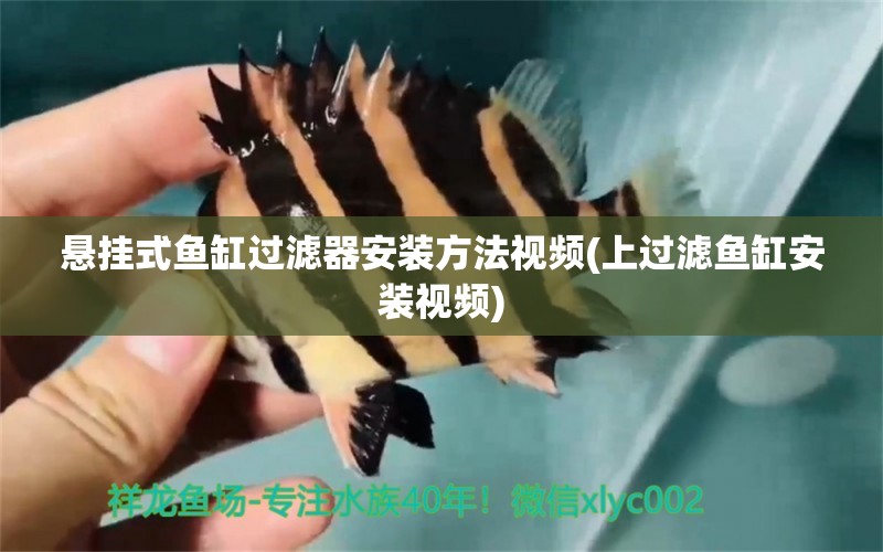 懸掛式魚缸過濾器安裝方法視頻(上過濾魚缸安裝視頻) 和尚魚