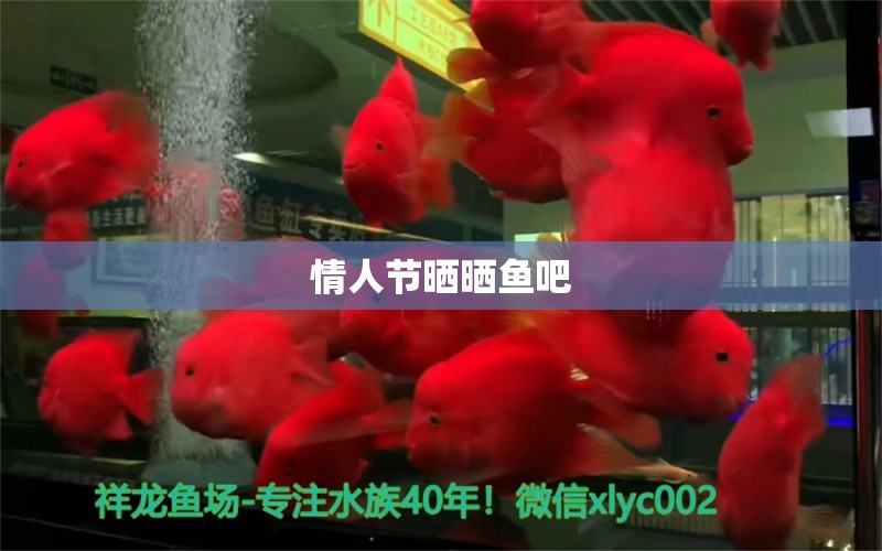 情人節(jié)曬曬魚吧 和尚魚 第2張