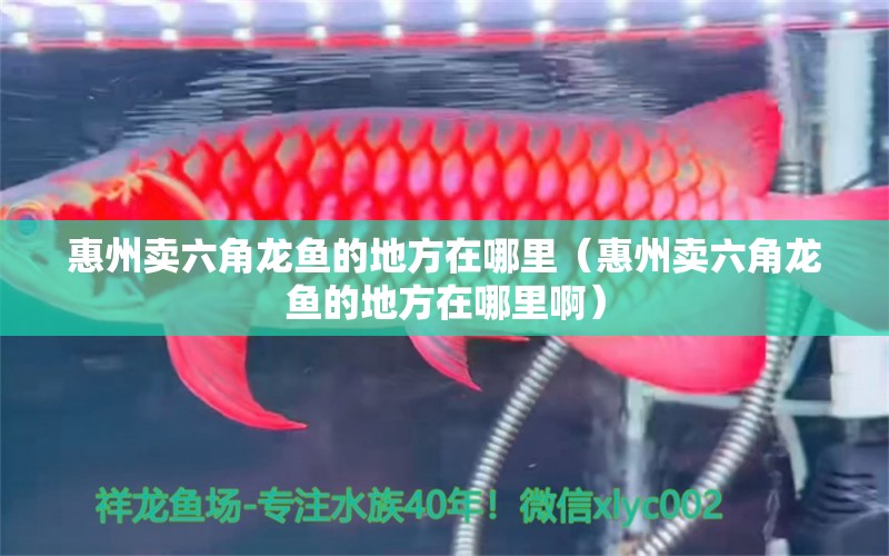 惠州賣六角龍魚的地方在哪里（惠州賣六角龍魚的地方在哪里?。?廣州觀賞魚批發(fā)市場