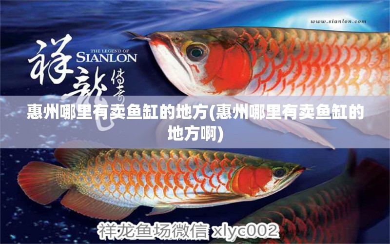 惠州哪里有賣魚(yú)缸的地方(惠州哪里有賣魚(yú)缸的地方啊) 圣菲埃及魚(yú)