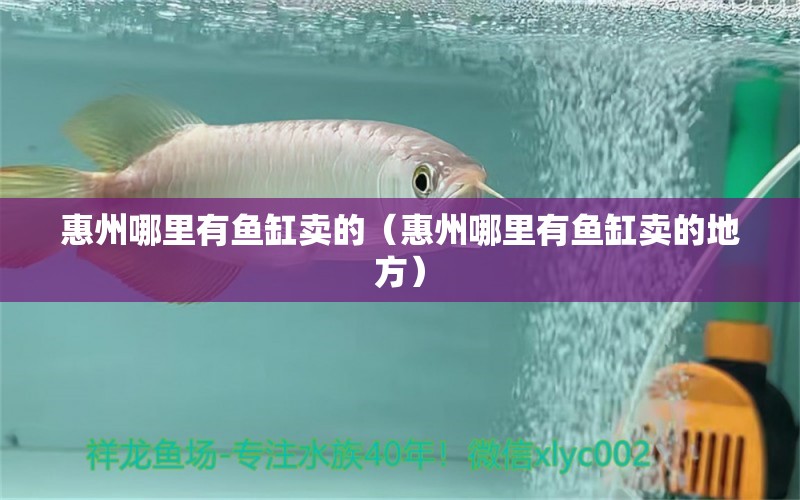 惠州哪里有魚缸賣的（惠州哪里有魚缸賣的地方）