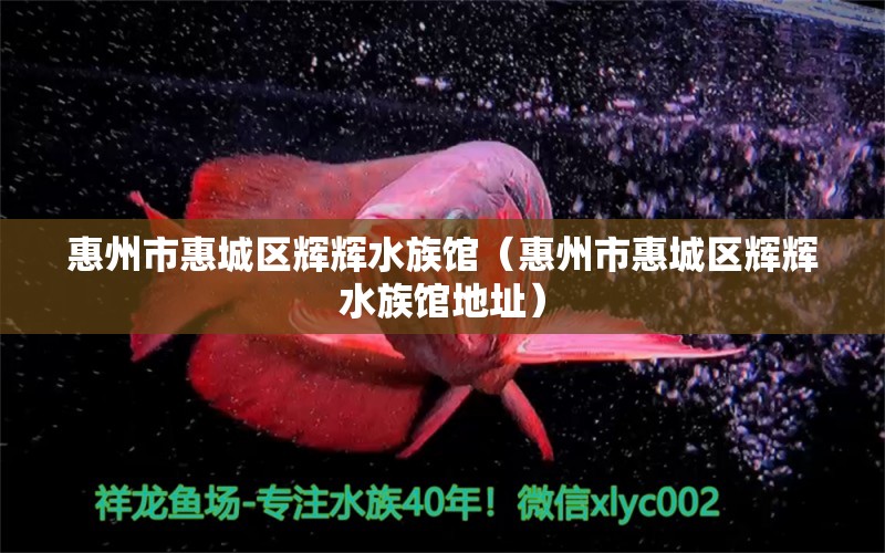 惠州市惠城區(qū)輝輝水族館（惠州市惠城區(qū)輝輝水族館地址）