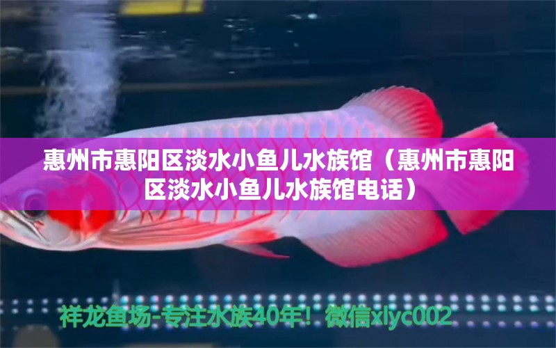 惠州市惠陽區(qū)淡水小魚兒水族館（惠州市惠陽區(qū)淡水小魚兒水族館電話）