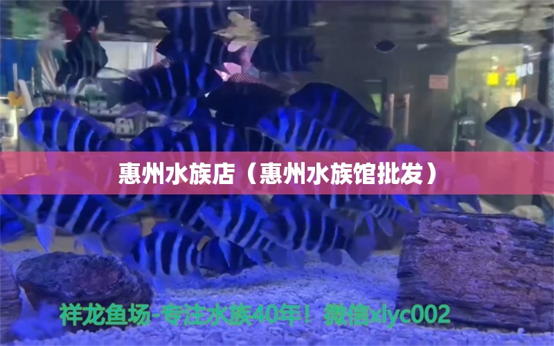 惠州水族店（惠州水族館批發(fā)） 觀賞魚市場