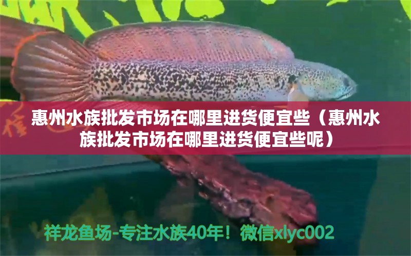 惠州水族批發(fā)市場在哪里進貨便宜些（惠州水族批發(fā)市場在哪里進貨便宜些呢） 觀賞魚水族批發(fā)市場