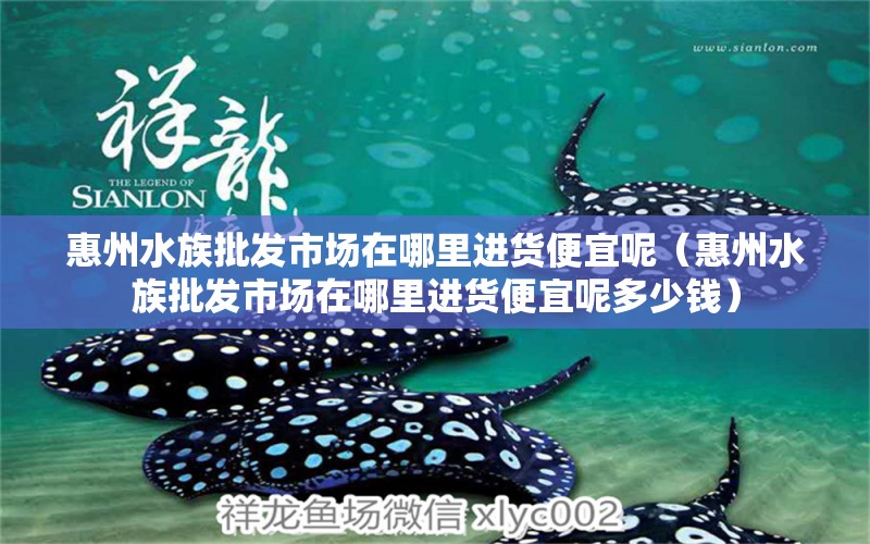 惠州水族批發(fā)市場在哪里進(jìn)貨便宜呢（惠州水族批發(fā)市場在哪里進(jìn)貨便宜呢多少錢） 觀賞魚水族批發(fā)市場