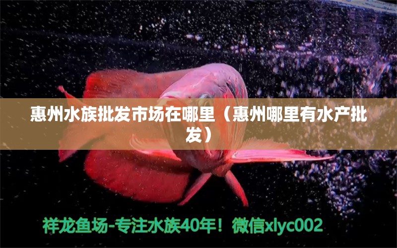 惠州水族批發(fā)市場在哪里（惠州哪里有水產(chǎn)批發(fā)）