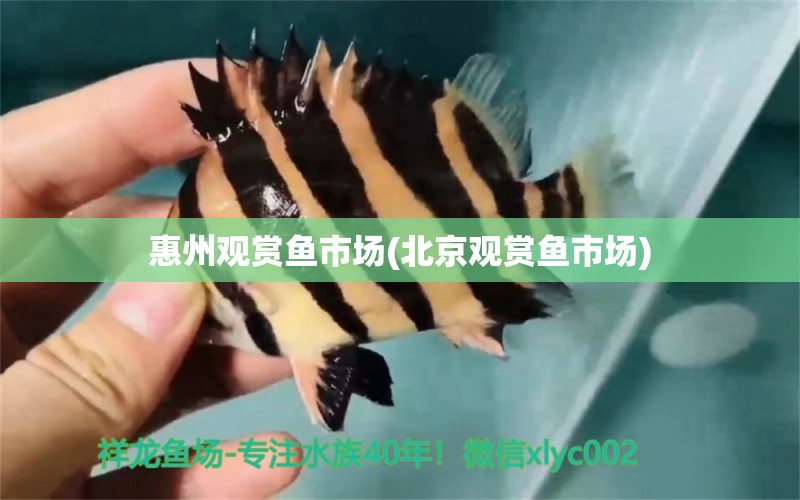 惠州觀賞魚市場(北京觀賞魚市場) 觀賞魚市場（混養(yǎng)魚）