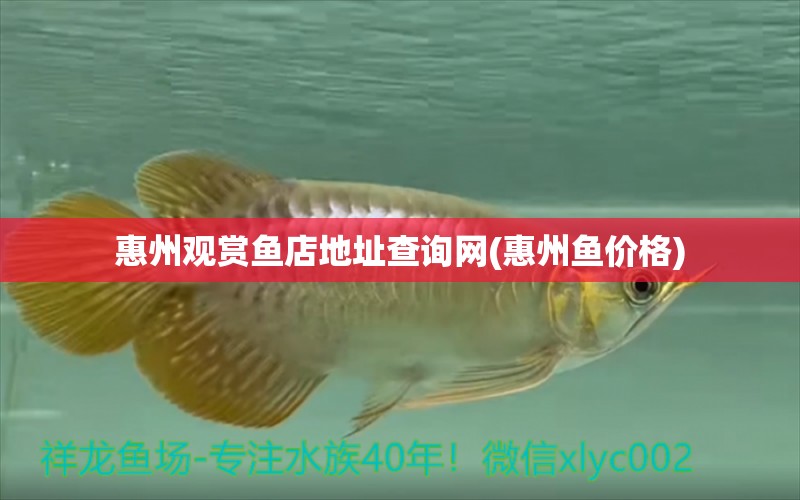 惠州觀賞魚店地址查詢網(wǎng)(惠州魚價(jià)格) 白化巴西龜（白巴）