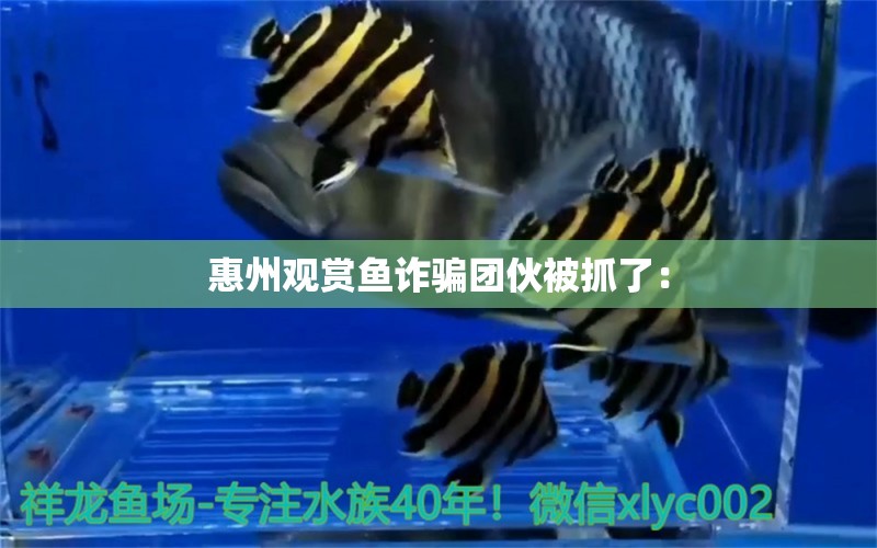 惠州觀賞魚詐騙團伙被抓了：