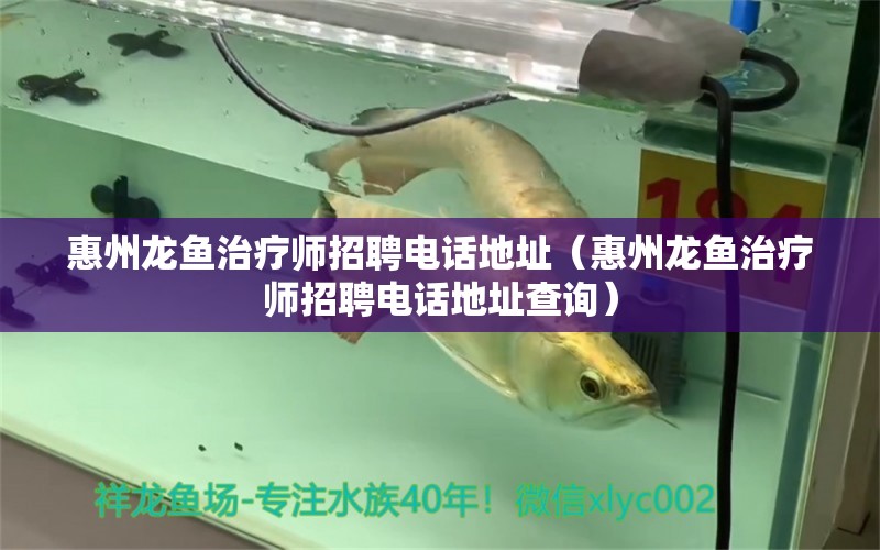 惠州龍魚治療師招聘電話地址（惠州龍魚治療師招聘電話地址查詢）