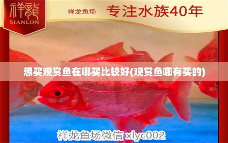 想買觀賞魚在哪買比較好(觀賞魚哪有買的) 泰龐海鰱魚