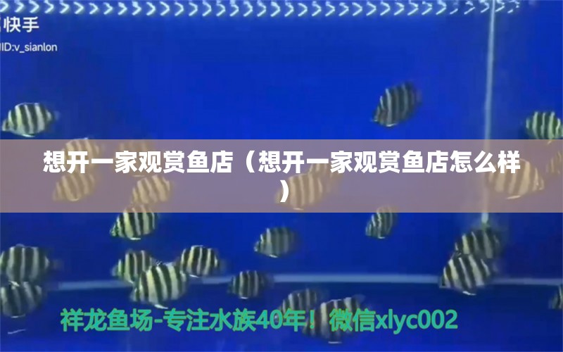 想開一家觀賞魚店（想開一家觀賞魚店怎么樣） 銀龍魚苗