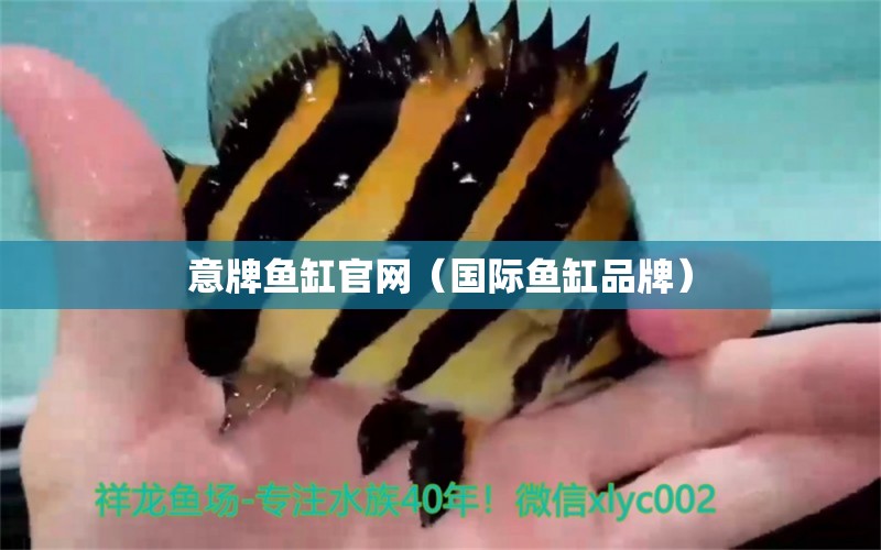 意牌魚缸官網(wǎng)（國際魚缸品牌） 白子關刀魚