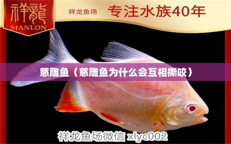 慈雕魚（慈雕魚為什么會互相撕咬）