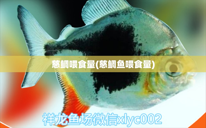 慈鯛喂食量(慈鯛魚喂食量) 豹紋夫魚苗