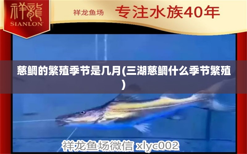 慈鯛的繁殖季節(jié)是幾月(三湖慈鯛什么季節(jié)繁殖) 申古銀版魚(yú)