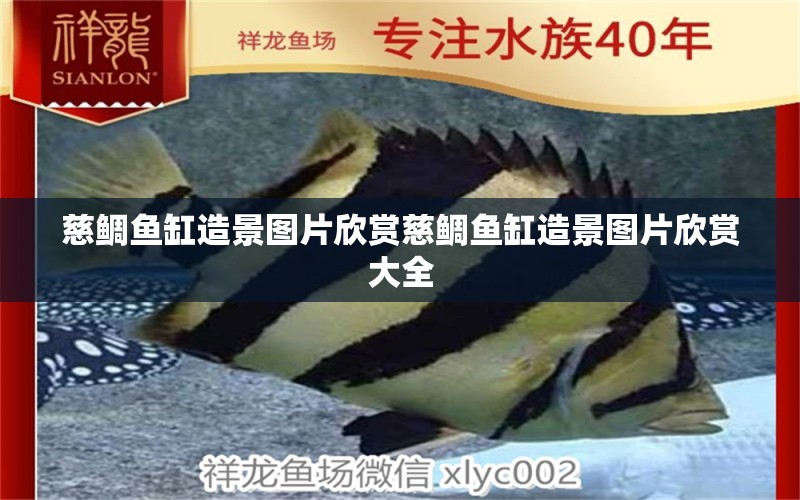 慈鯛魚(yú)缸造景圖片欣賞慈鯛魚(yú)缸造景圖片欣賞大全