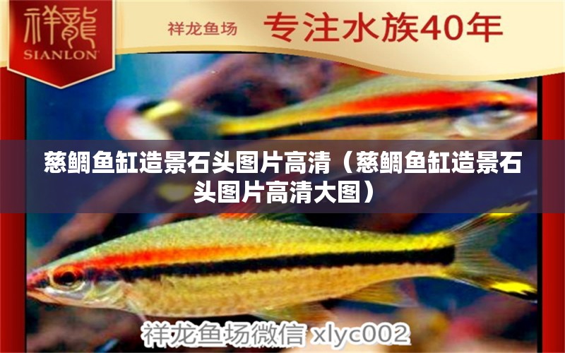 慈鯛魚缸造景石頭圖片高清（慈鯛魚缸造景石頭圖片高清大圖） 祥龍水族醫(yī)院