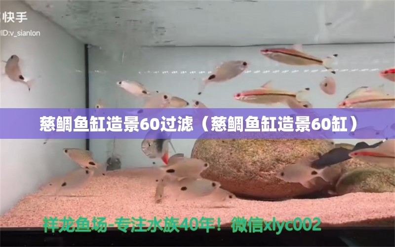 慈鯛魚(yú)缸造景60過(guò)濾（慈鯛魚(yú)缸造景60缸）