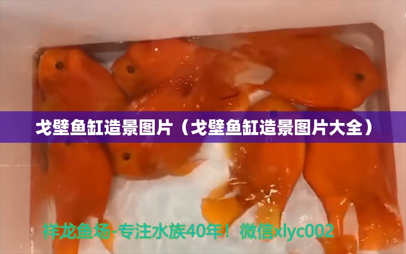 戈壁魚缸造景圖片（戈壁魚缸造景圖片大全） 可麗愛魚缸