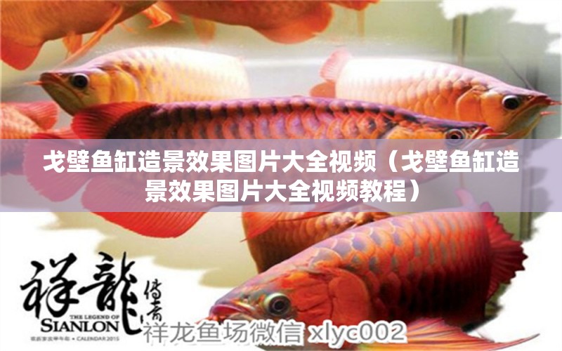 戈壁魚缸造景效果圖片大全視頻（戈壁魚缸造景效果圖片大全視頻教程）