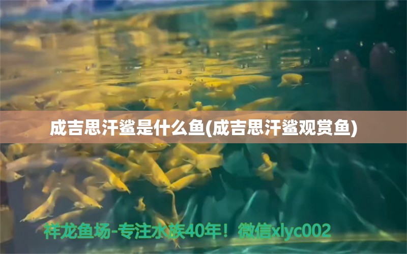 成吉思汗鯊是什么魚(成吉思汗鯊觀賞魚)