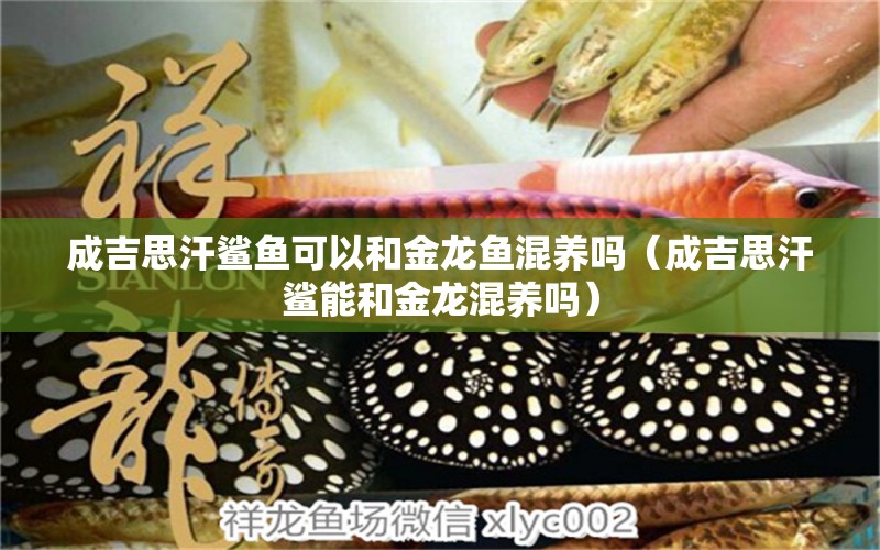 成吉思汗鯊魚可以和金龍魚混養(yǎng)嗎（成吉思汗鯊能和金龍混養(yǎng)嗎） 成吉思汗鯊（球鯊）魚