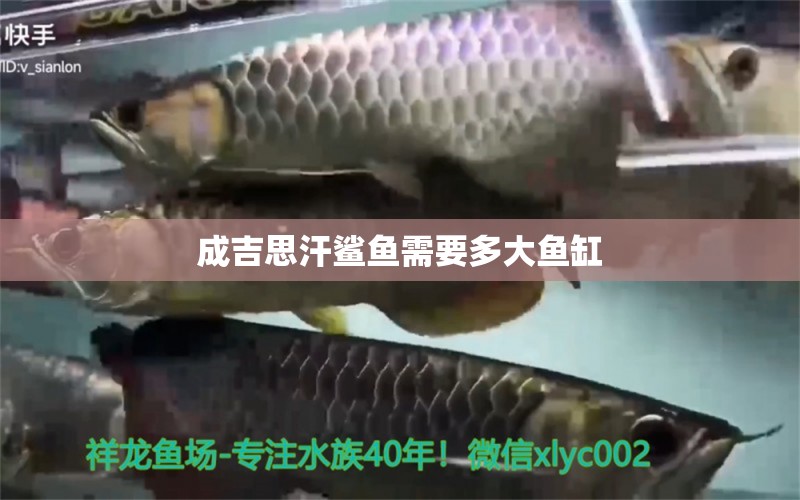 成吉思汗鯊魚(yú)需要多大魚(yú)缸