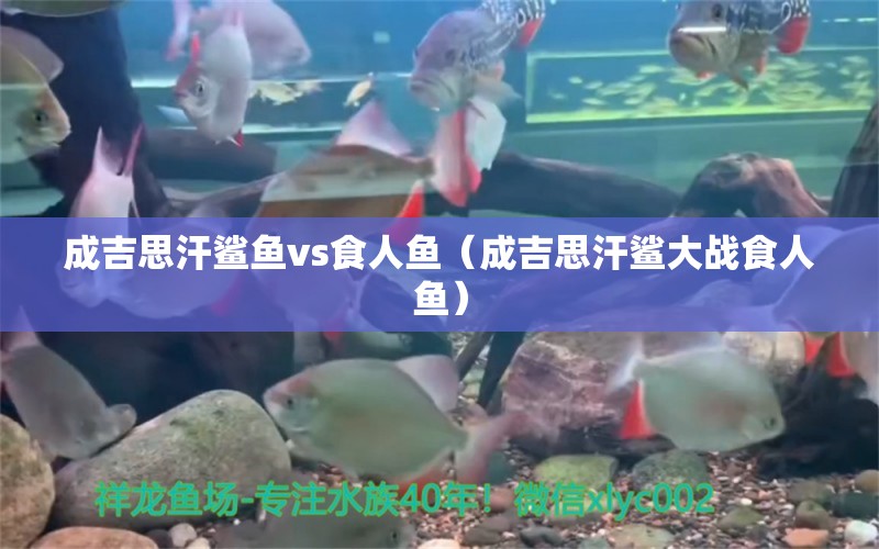 成吉思汗鯊魚vs食人魚（成吉思汗鯊大戰(zhàn)食人魚）