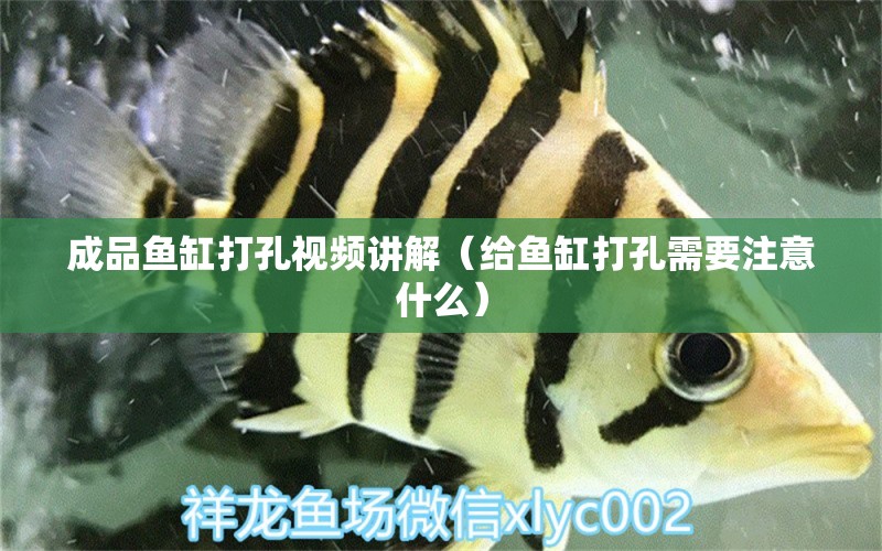 成品魚(yú)缸打孔視頻講解（給魚(yú)缸打孔需要注意什么） 帝王血鉆魚(yú)