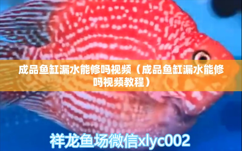 成品魚缸漏水能修嗎視頻（成品魚缸漏水能修嗎視頻教程）