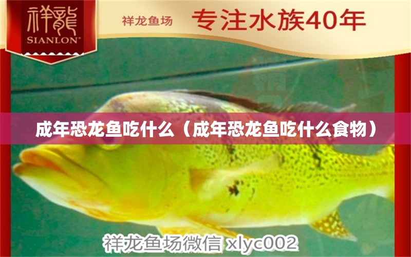 成年恐龍魚吃什么（成年恐龍魚吃什么食物）