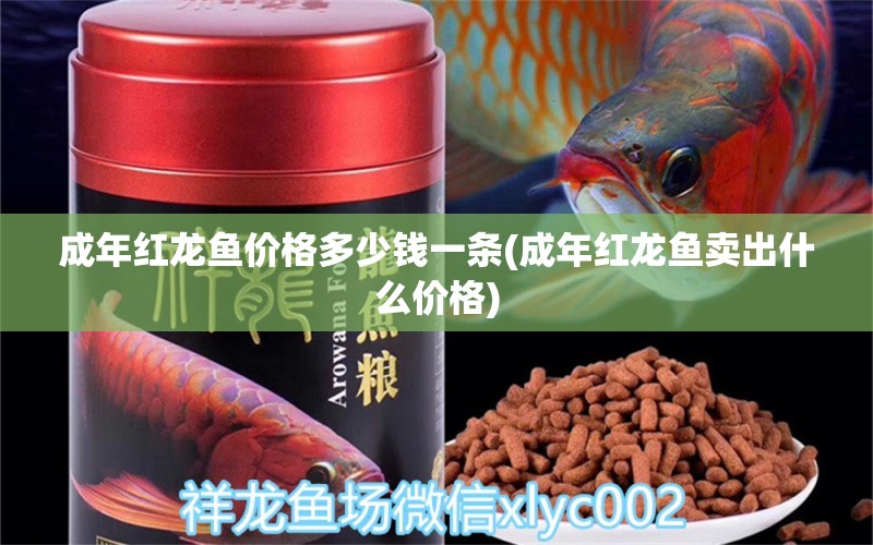 成年紅龍魚價(jià)格多少錢一條(成年紅龍魚賣出什么價(jià)格)