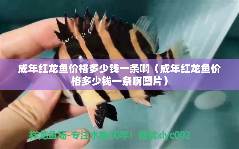 成年紅龍魚價格多少錢一條?。ǔ赡昙t龍魚價格多少錢一條啊圖片）