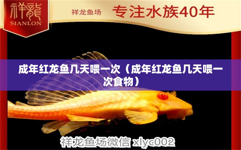 成年紅龍魚幾天喂一次（成年紅龍魚幾天喂一次食物）