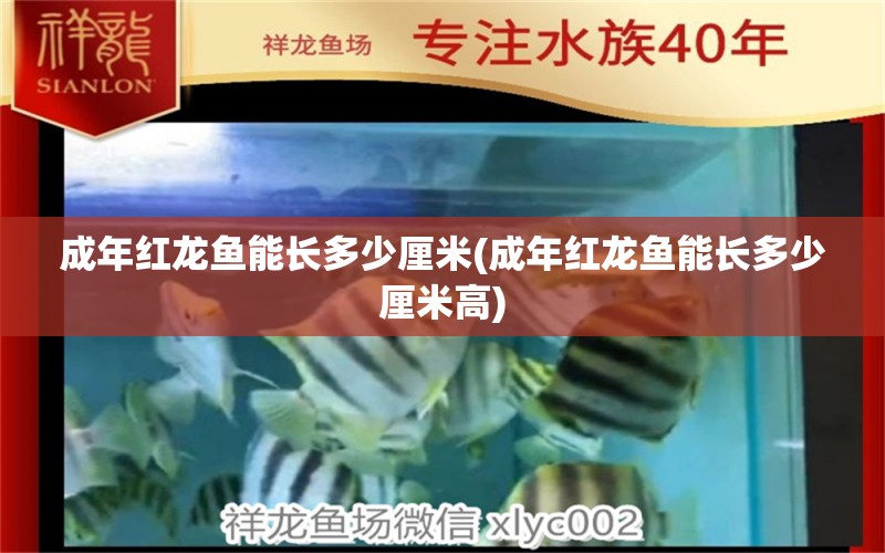 成年紅龍魚(yú)能長(zhǎng)多少厘米(成年紅龍魚(yú)能長(zhǎng)多少厘米高) 彩鰈魚(yú)缸（彩蝶魚(yú)缸）