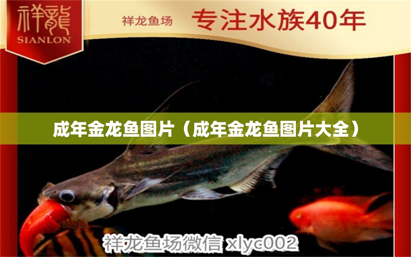 成年金龍魚圖片（成年金龍魚圖片大全） 龍魚疾病與治療