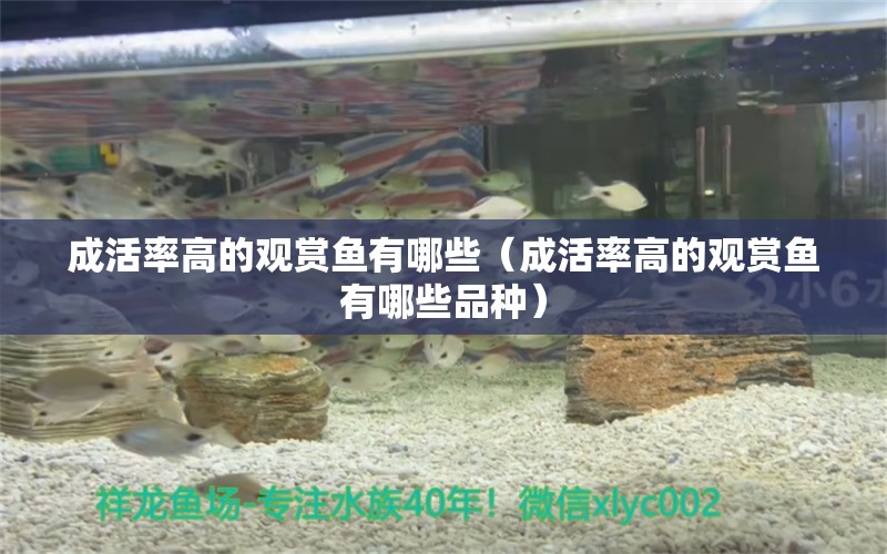 成活率高的觀賞魚有哪些（成活率高的觀賞魚有哪些品種）