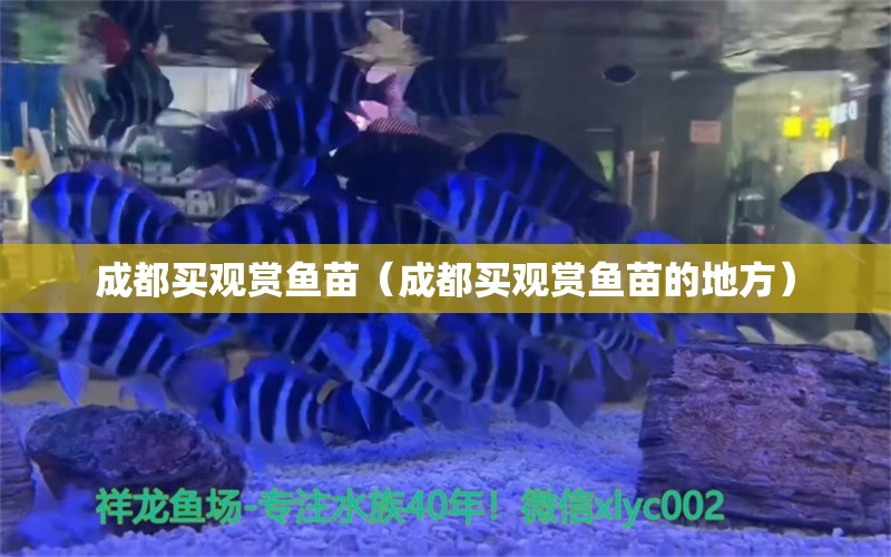 成都買觀賞魚苗（成都買觀賞魚苗的地方）