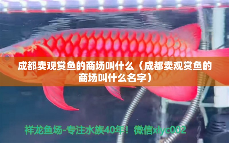 成都賣觀賞魚的商場叫什么（成都賣觀賞魚的商場叫什么名字） 祥禾Super Red紅龍魚