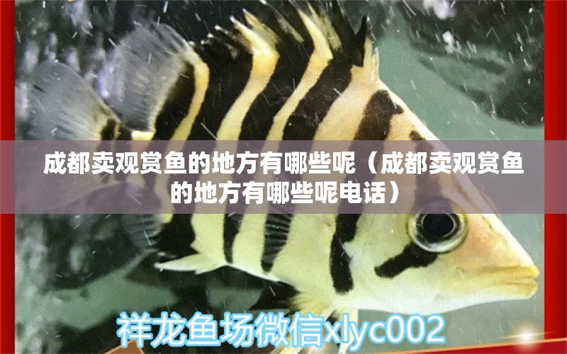 成都賣觀賞魚的地方有哪些呢（成都賣觀賞魚的地方有哪些呢電話） 祥龍水族醫(yī)院