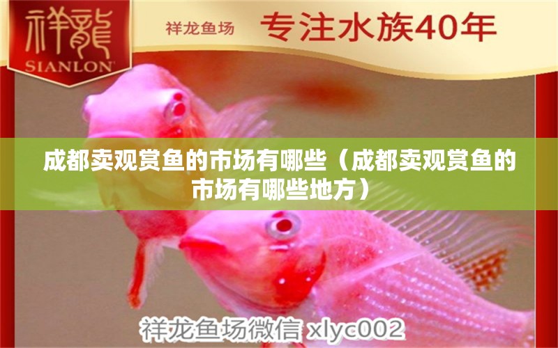 成都賣觀賞魚(yú)的市場(chǎng)有哪些（成都賣觀賞魚(yú)的市場(chǎng)有哪些地方）