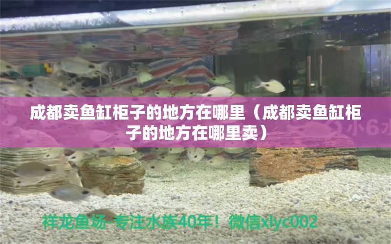 成都賣魚缸柜子的地方在哪里（成都賣魚缸柜子的地方在哪里賣） 玫瑰銀版魚