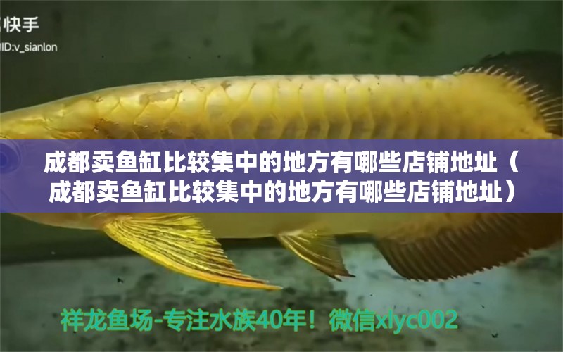 成都賣魚缸比較集中的地方有哪些店鋪地址（成都賣魚缸比較集中的地方有哪些店鋪地址） 祥龍水族醫(yī)院