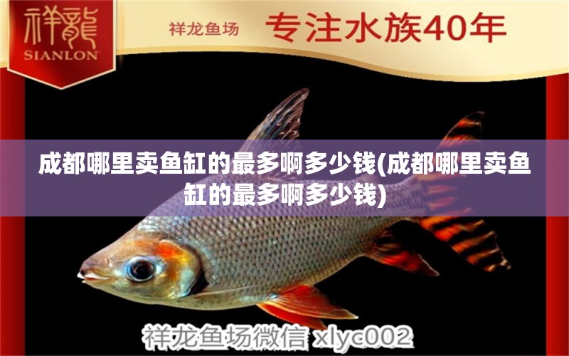 成都哪里賣魚缸的最多啊多少錢(成都哪里賣魚缸的最多啊多少錢) 巨骨舌魚