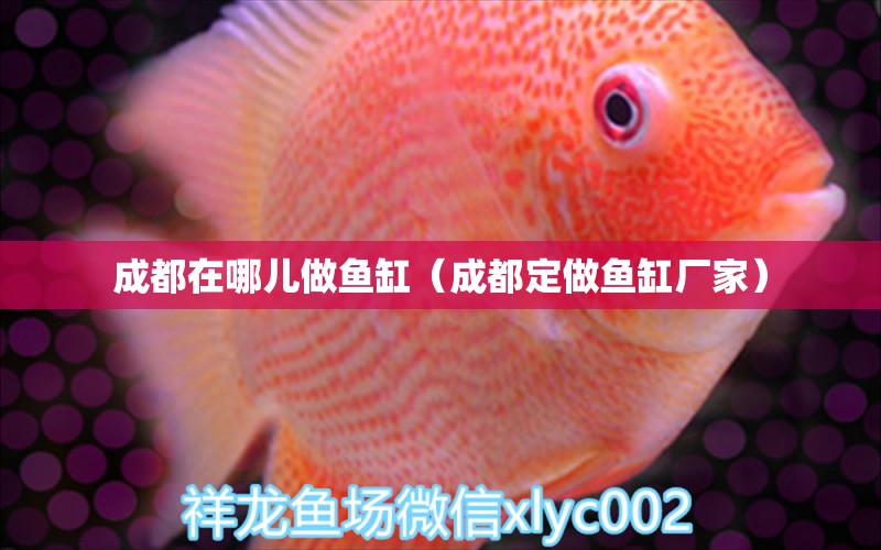 成都在哪兒做魚缸（成都定做魚缸廠家） 球鯊魚