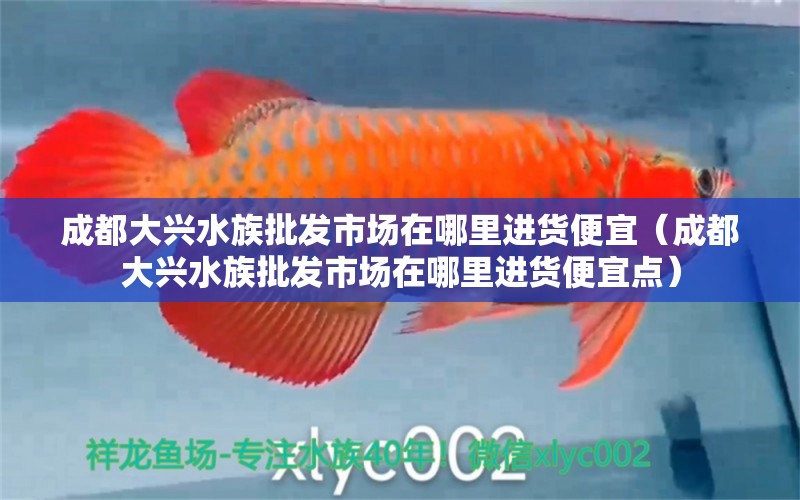 成都大興水族批發(fā)市場在哪里進貨便宜（成都大興水族批發(fā)市場在哪里進貨便宜點）