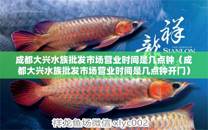 成都大興水族批發(fā)市場營業(yè)時(shí)間是幾點(diǎn)鐘（成都大興水族批發(fā)市場營業(yè)時(shí)間是幾點(diǎn)鐘開門） 觀賞魚水族批發(fā)市場