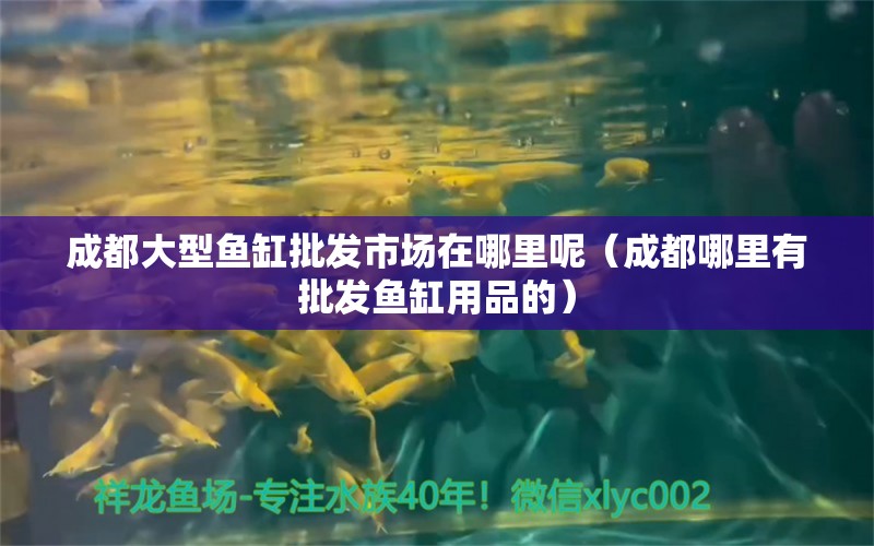 成都大型魚缸批發(fā)市場在哪里呢（成都哪里有批發(fā)魚缸用品的）